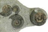 Fossil Ammonite (Arnioceras) Cluster - Holderness Coast, England #350949-1